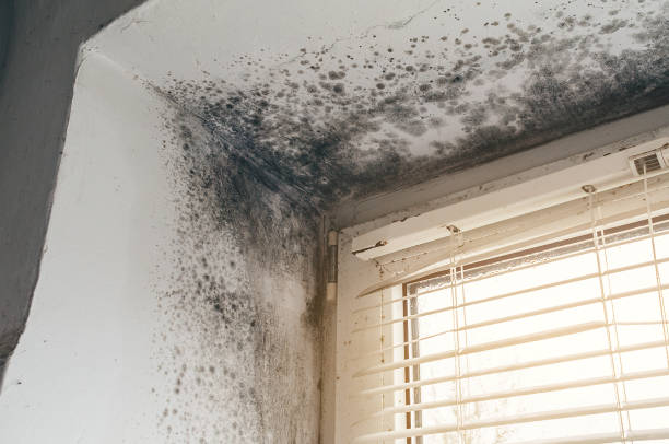 Affordable Mold Cleanup solutions in Lawrenceville, GA